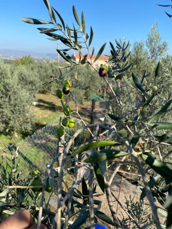 Arcadia Agriturismo San Nicola Manfredi Eksteriør billede